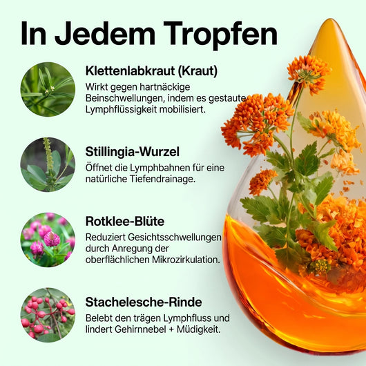 Lymphdrainage - Kräutertropfen für ein leichtes Körpergefühl